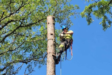 Tree Removal Service Thumbnail